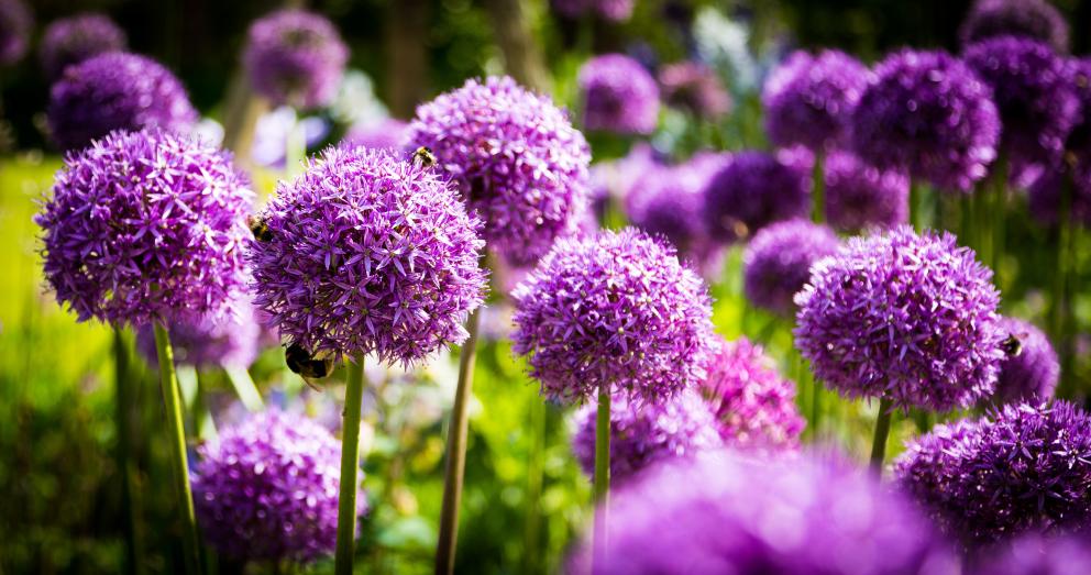 Allium