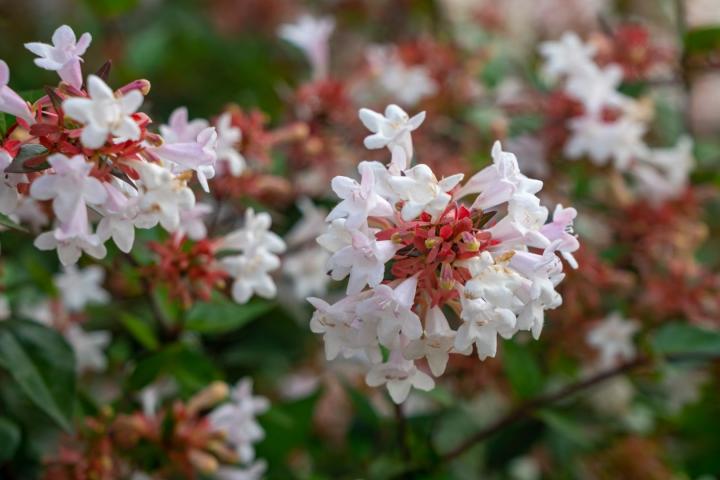 Abelia grandiflora
