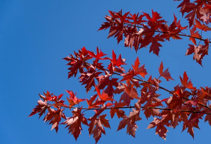 Acer Freemanii 'Automn Blaze'