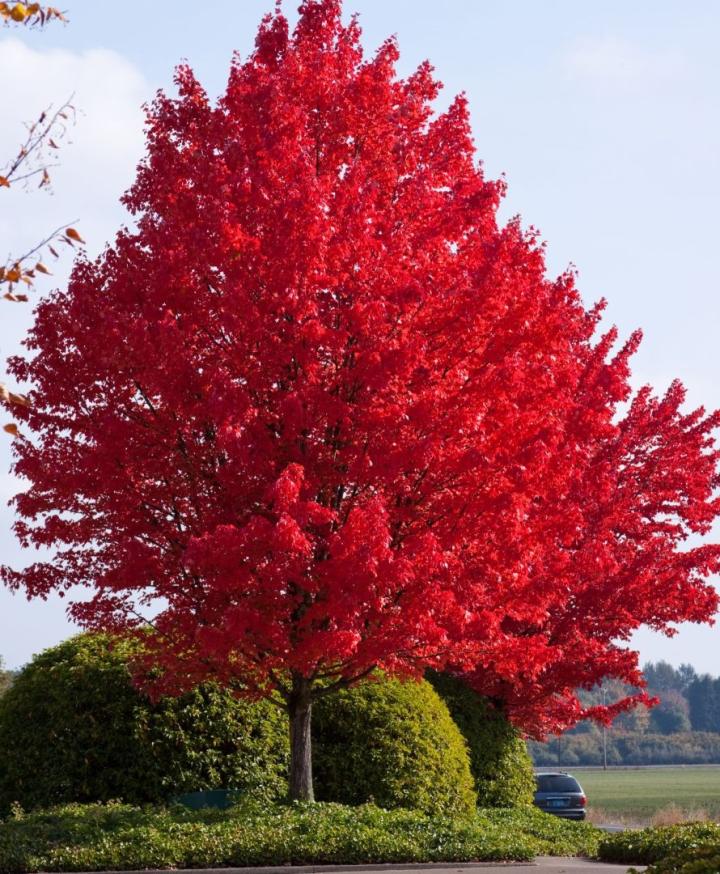 Acer Freemanii 'Automn Blaze'