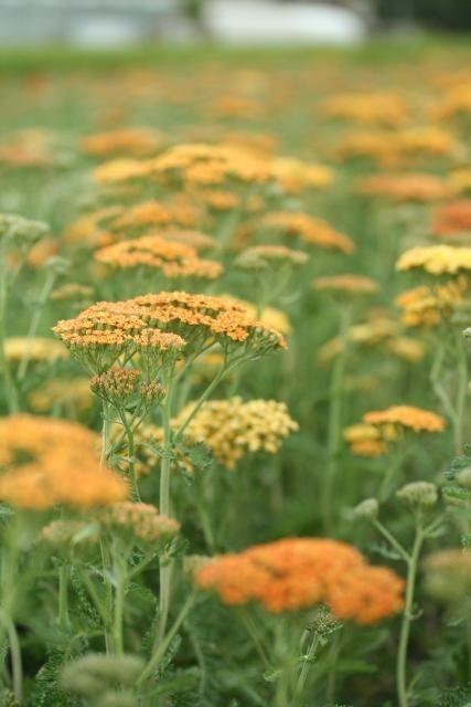 Achillea 'Terracotta'