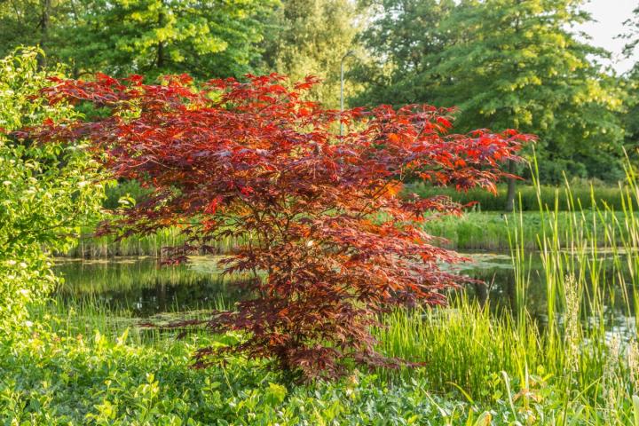 Acer palm. 'Atropurpureum'
