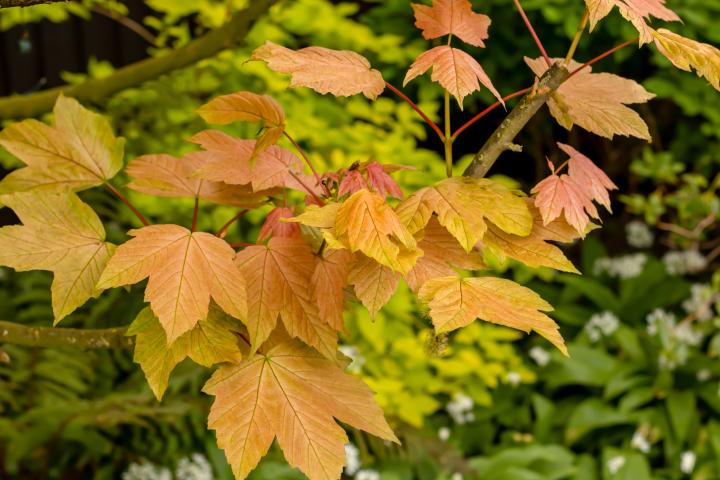 Acer pseudopl. 'Brilliantissimum'