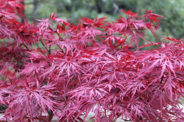 Acer palm. 'Garnet'
