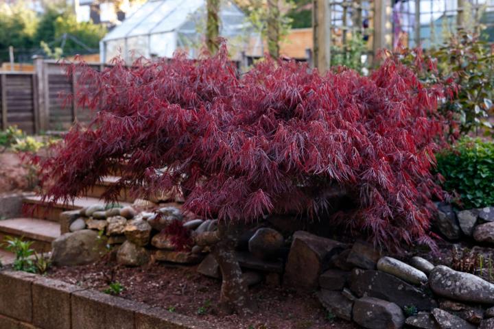Acer palm. 'Garnet'