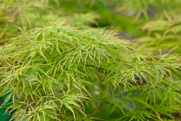 Acer palm. 'Dissectum'