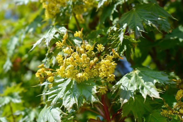 Acer plat. 'Globosum'