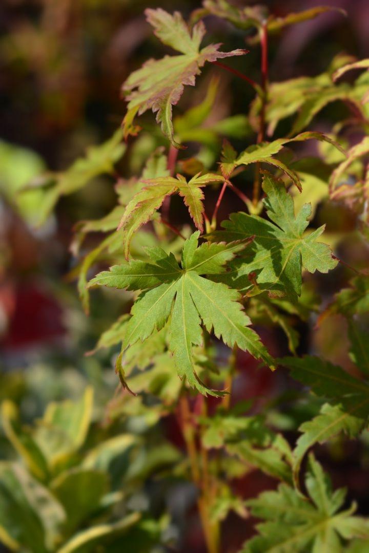 Acer palm. 'Going green'