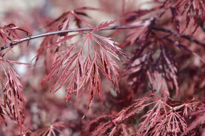 Acer palm. 'Inaba-shidare'