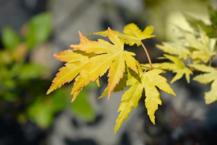 Acer palm. 'Orange dream'