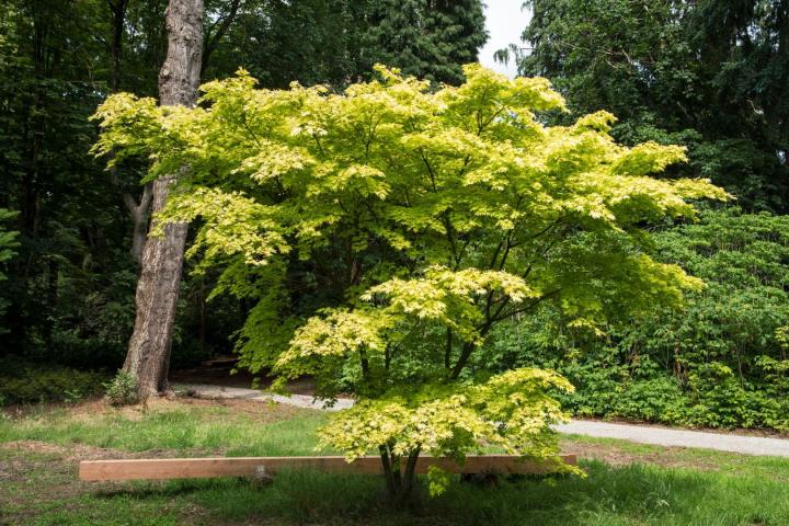 Acer palm. 'Orange dream'