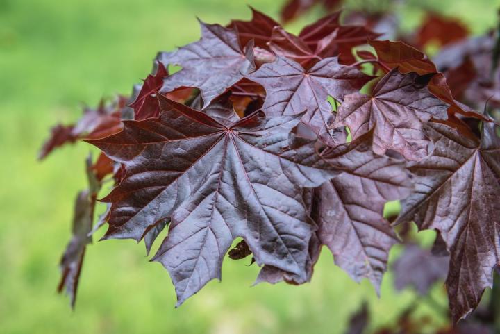 Acer plat. 'Royal Red'
