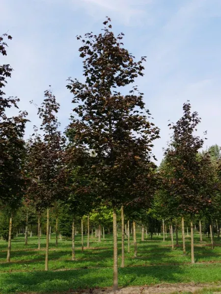 Acer plat. 'Royal Red'