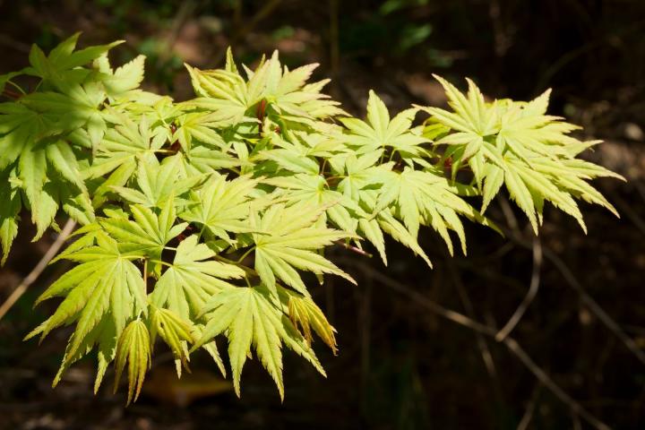 Acer palm. 'Sangokaku'