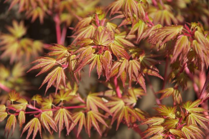Acer palm. 'Sangokaku'