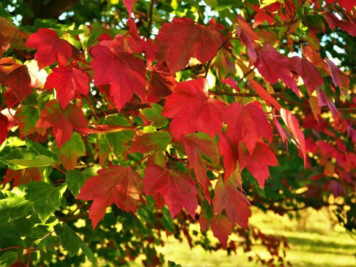 Acer rubrum 'October Glory''