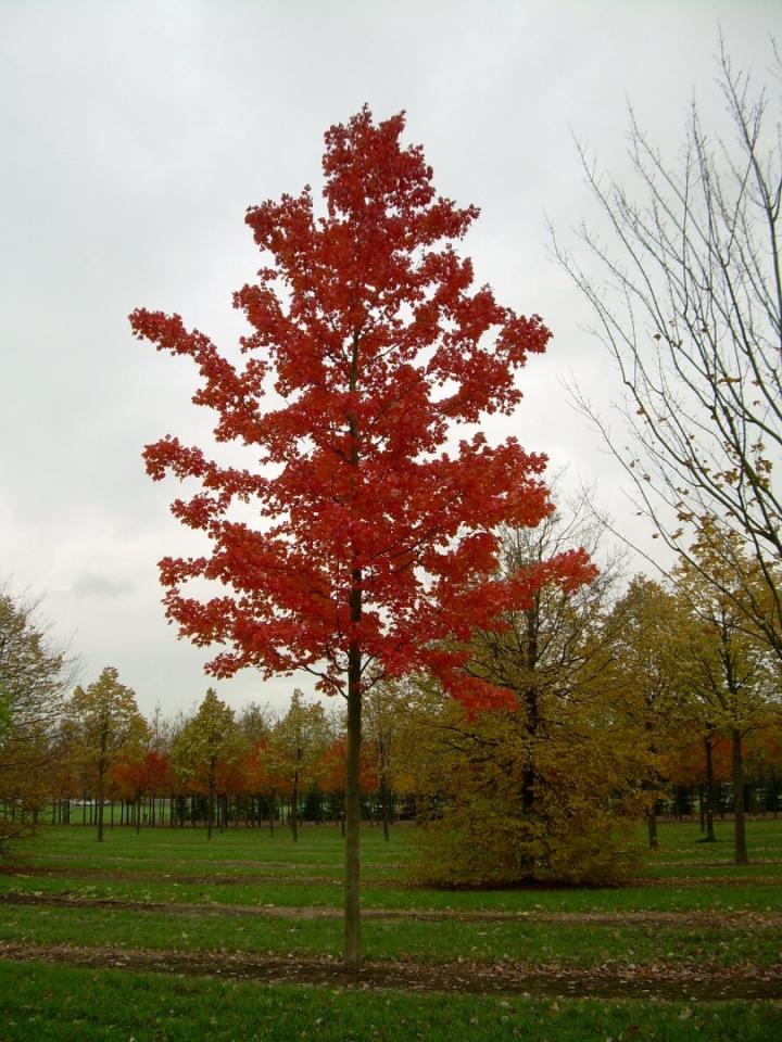 Acer rubrum 'October Glory''