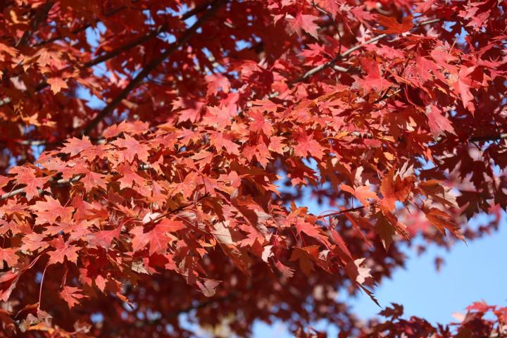 Acer rubrum 'Red Sunset''