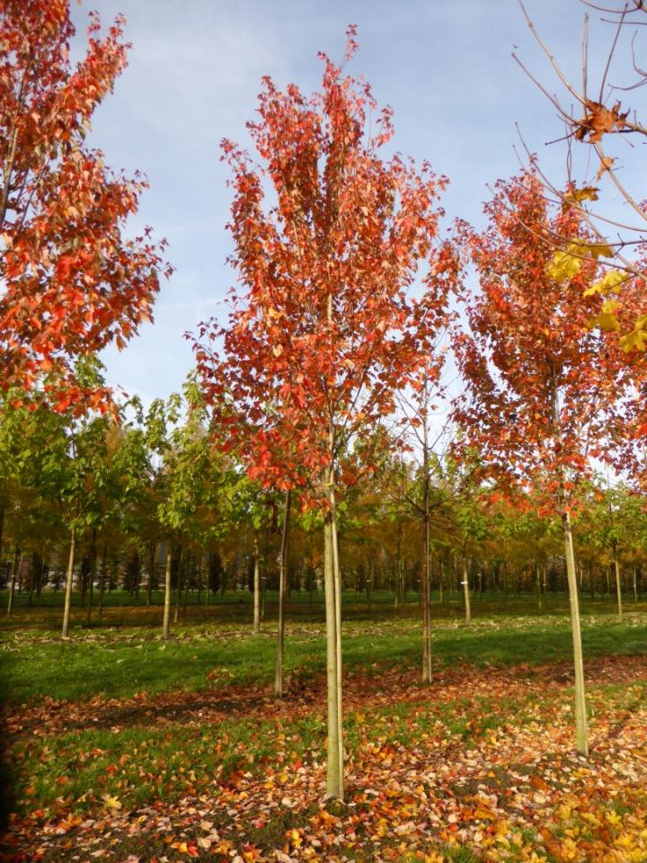 Acer rubrum 'Red Sunset''