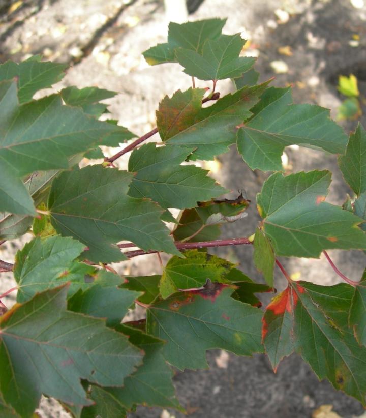 Acer rubrum 'Red Sunset''