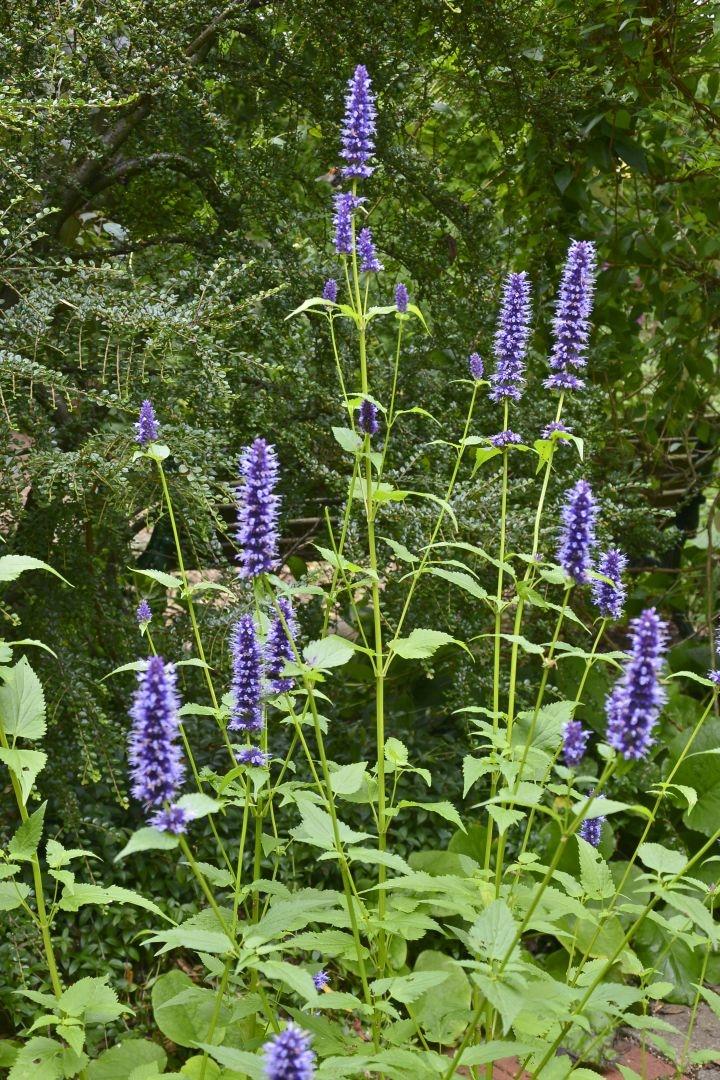 Agastache foen. 'Black Adder'