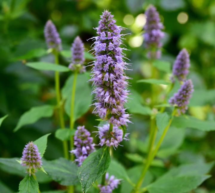 Agastache foen. 'Blue fortune'