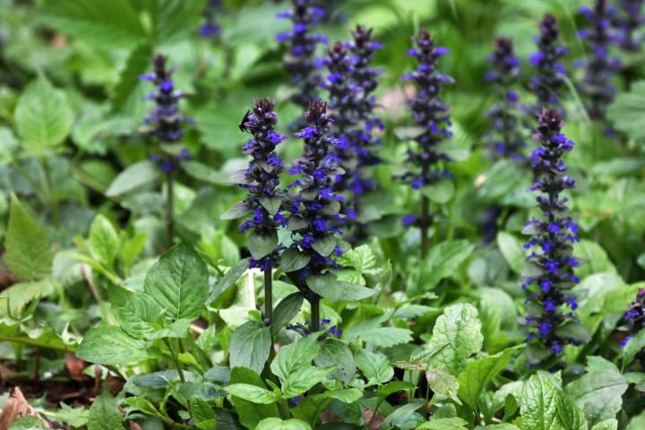 Ajuga reptans