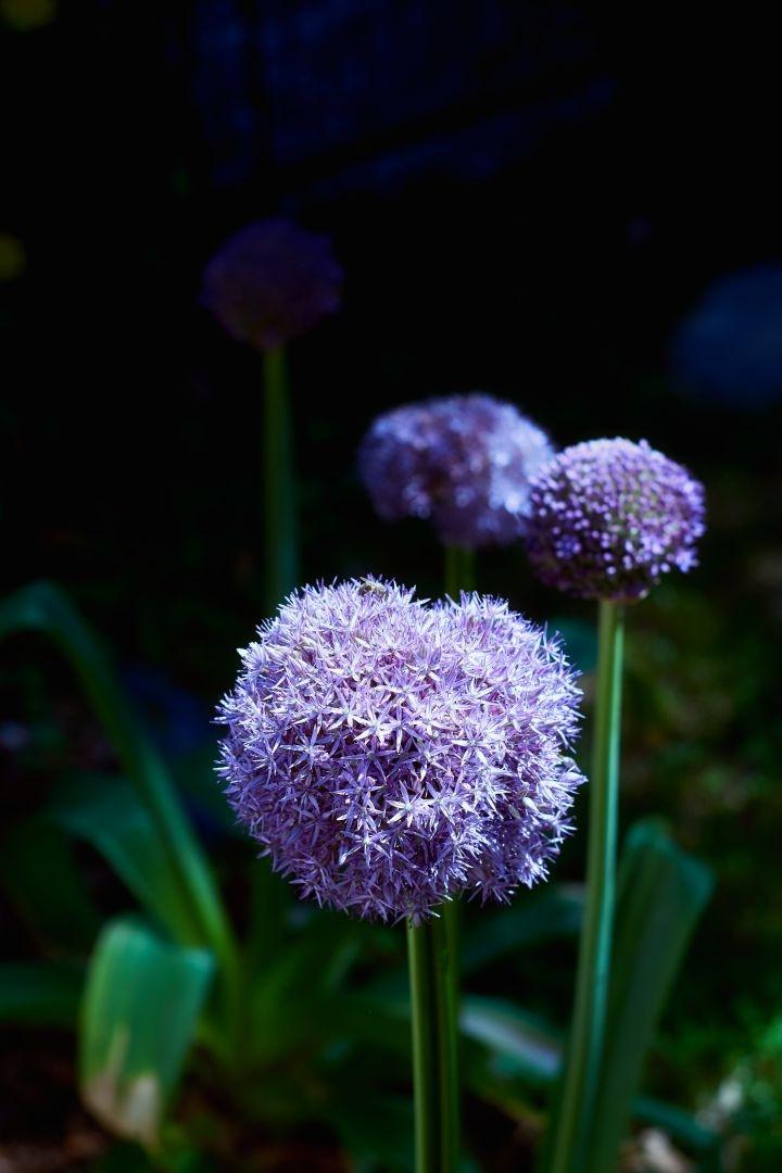 Allium 'Globemaster'