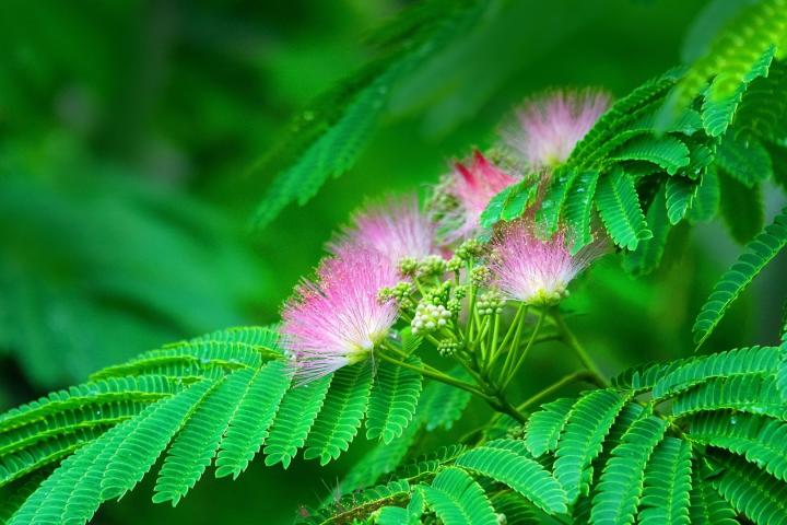 Albizia Julibrissin Ombrella