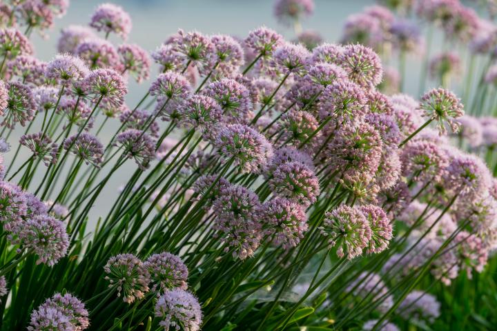 Allium 'millenium'