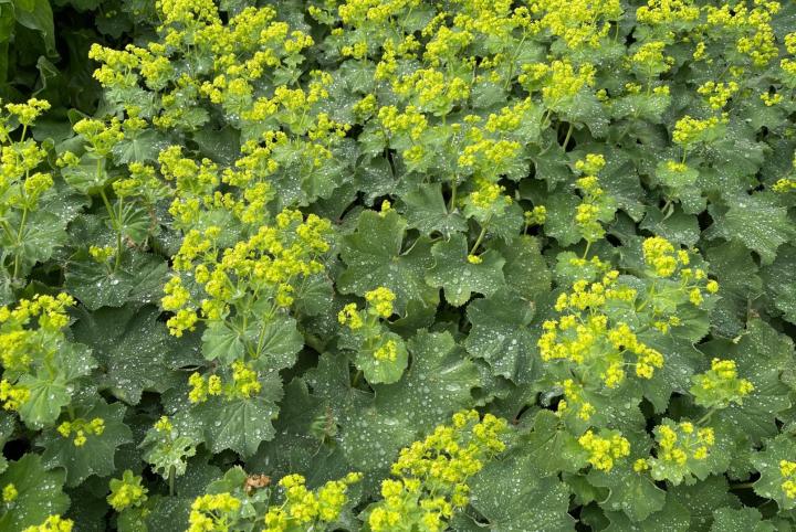 Alchemilla mollis