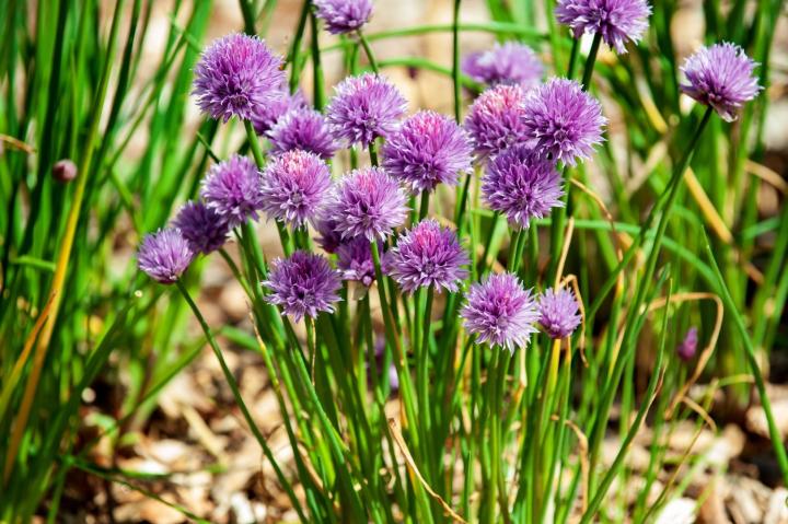 Allium schoenoprasum