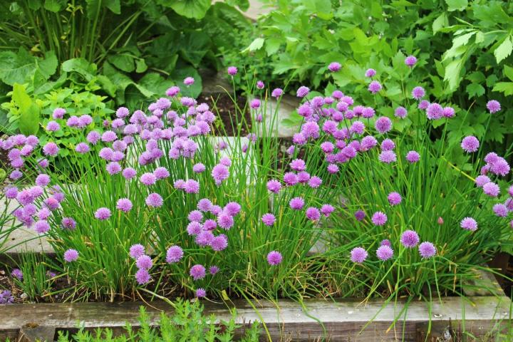 Allium schoenoprasum