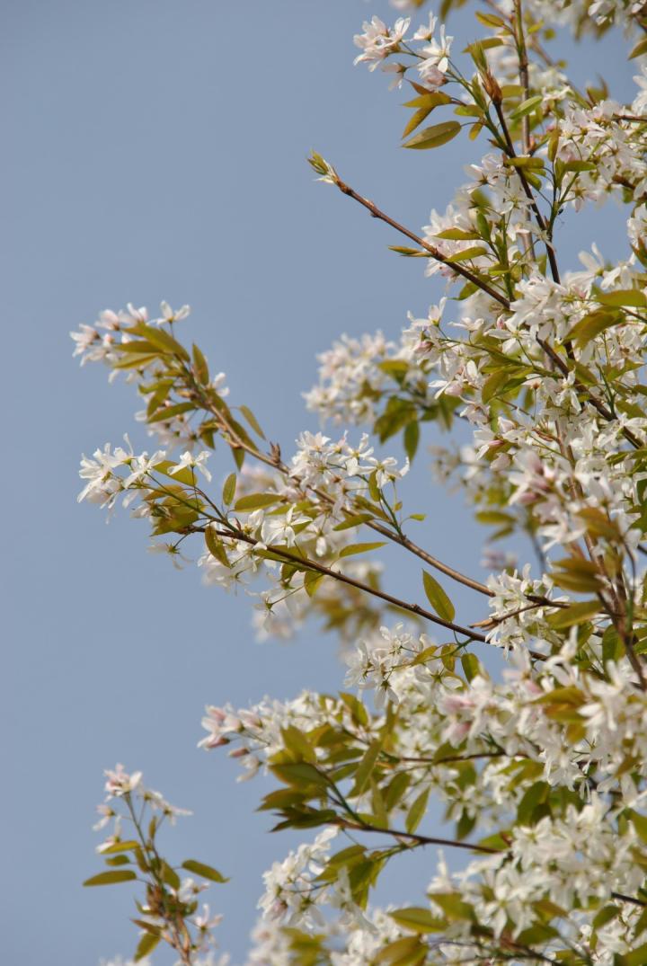 Amelanchier arborea 'Robin Hill'