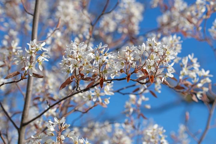 Amelanchier Lamarckii