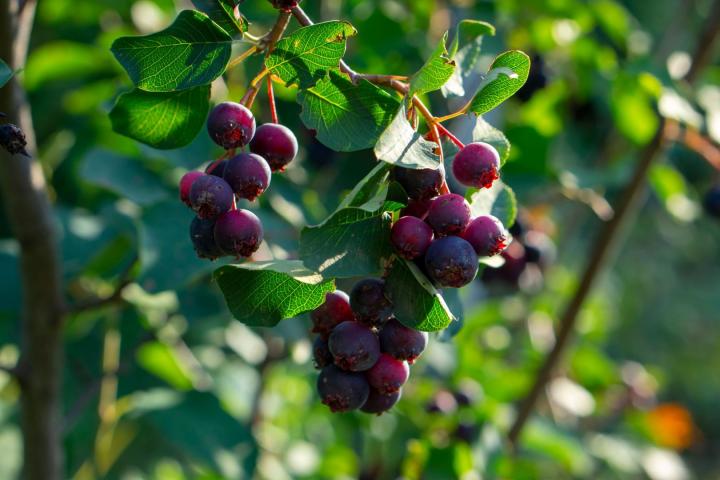 Amelanchier Lamarckii