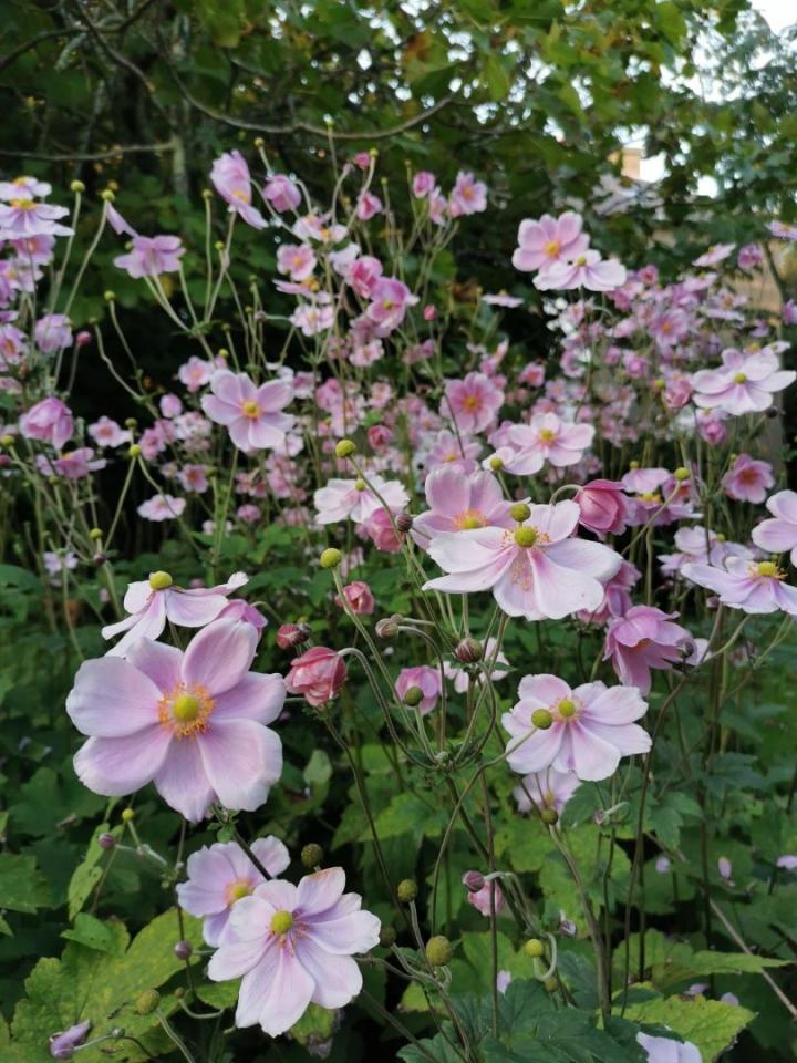 Anemone hybr. 'Koningin Charlotte'