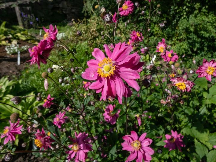 Anemone hupeh. 'Prinz Heinrich'