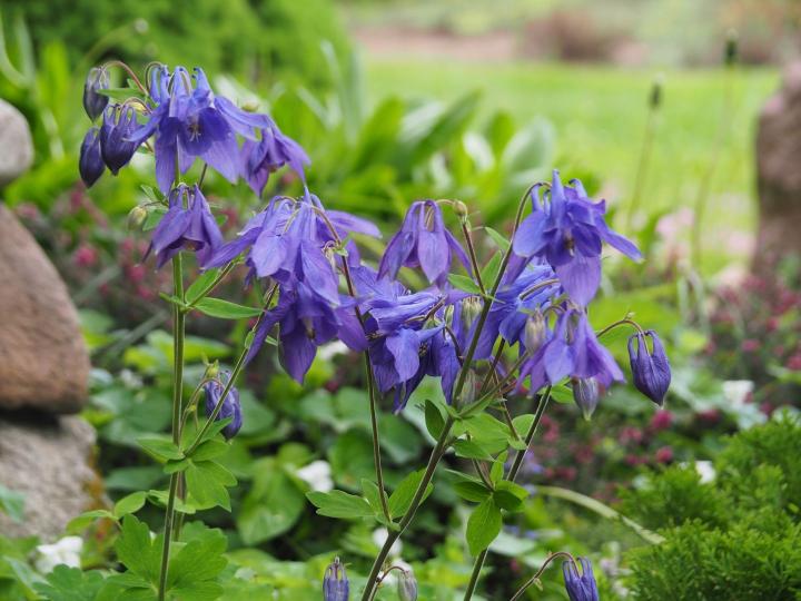 Aquilegia vulgaris