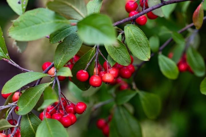 Aronia arbutifolia 'Brilliant'