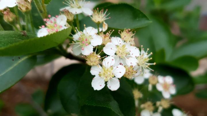 Aronia arbutifolia 'Brilliant'