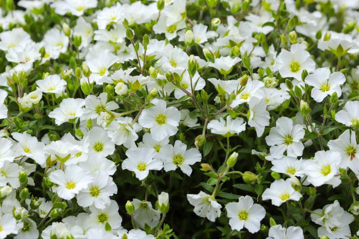 Arenaria montana