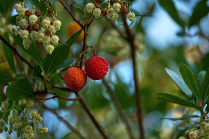 Arbutus unedo