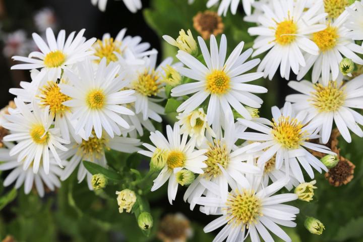 Aster ageratoides 'Ashvi'