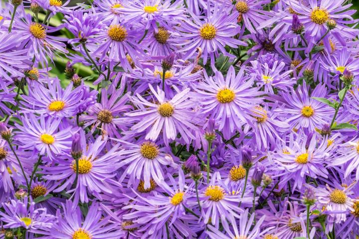 Aster frik. 'Monch'