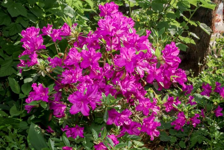 Azalea (J) 'Blaue Donau'