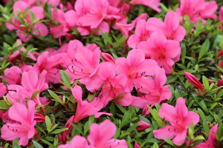 Azalea (J) 'Madame van Hecke'