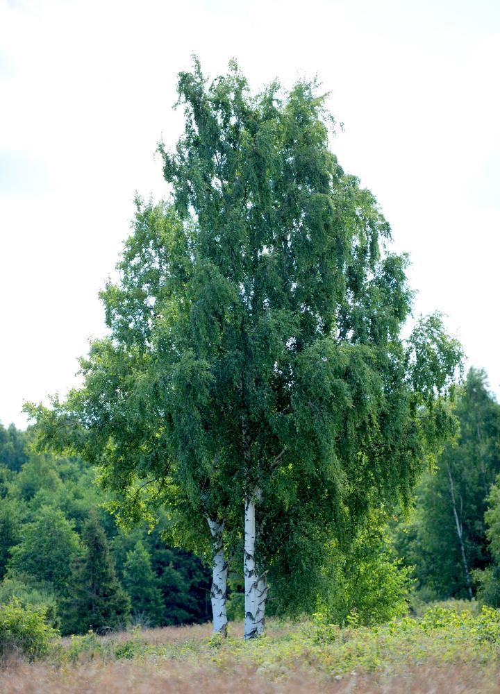 Betula pendula