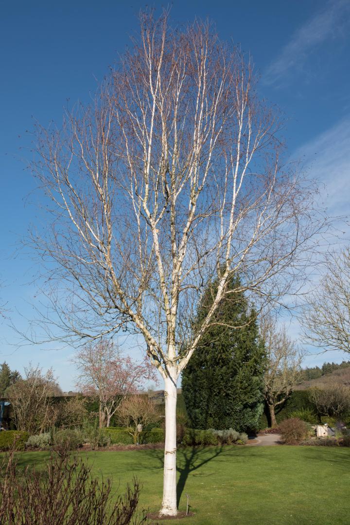 Betula utilis 'Jacquemontii'