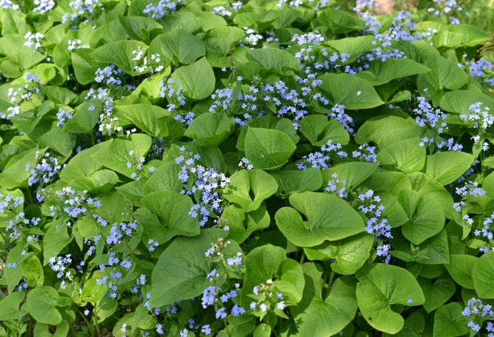 Brunnera macrophylla